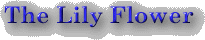 The Lily Flower - Our Newsletter
